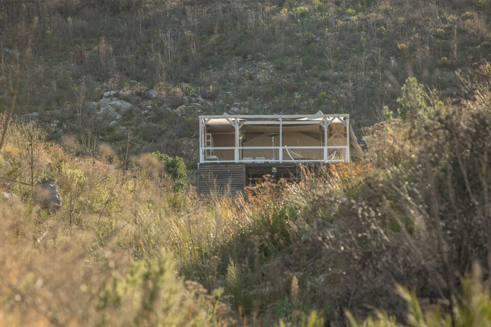 Daddy's Hideaway: the tented camp seen from below through fynbos, Old Mac Daddy, Elgin Valley