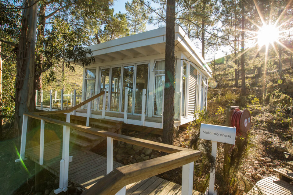 Metalmorphosis: glass-walled deck among pines in the morning sun, Old Mac Daddy, Elgin Valley