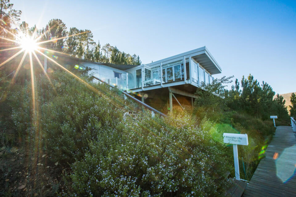 Private Life of Plants: glass-walled deck on a fynbos slope in the morning sun, Old Mac Daddy, Elgin Valley