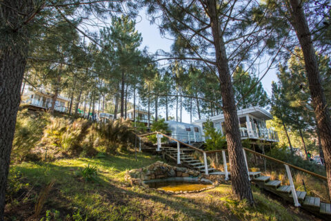 Dig'It: Airstreams on a pine-shaded slope with timber stairs, Old Mac Daddy, Elgin Valley