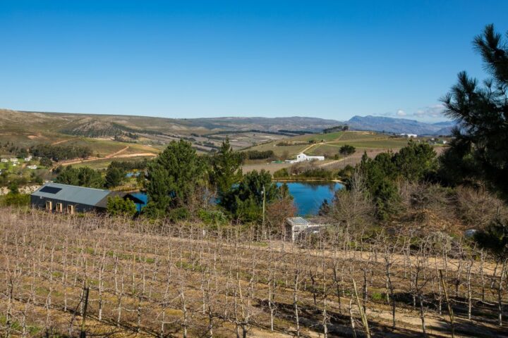 Vineyard rows running down to a dam, with farmland and mountains beyond, Old Mac Daddy, Elgin Valley