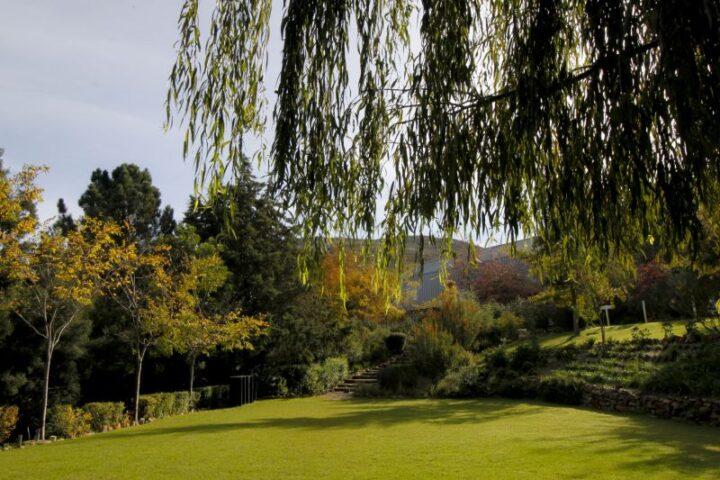 Lawn framed by willow branches, with trees and hills beyond, Old Mac Daddy, Elgin Valley